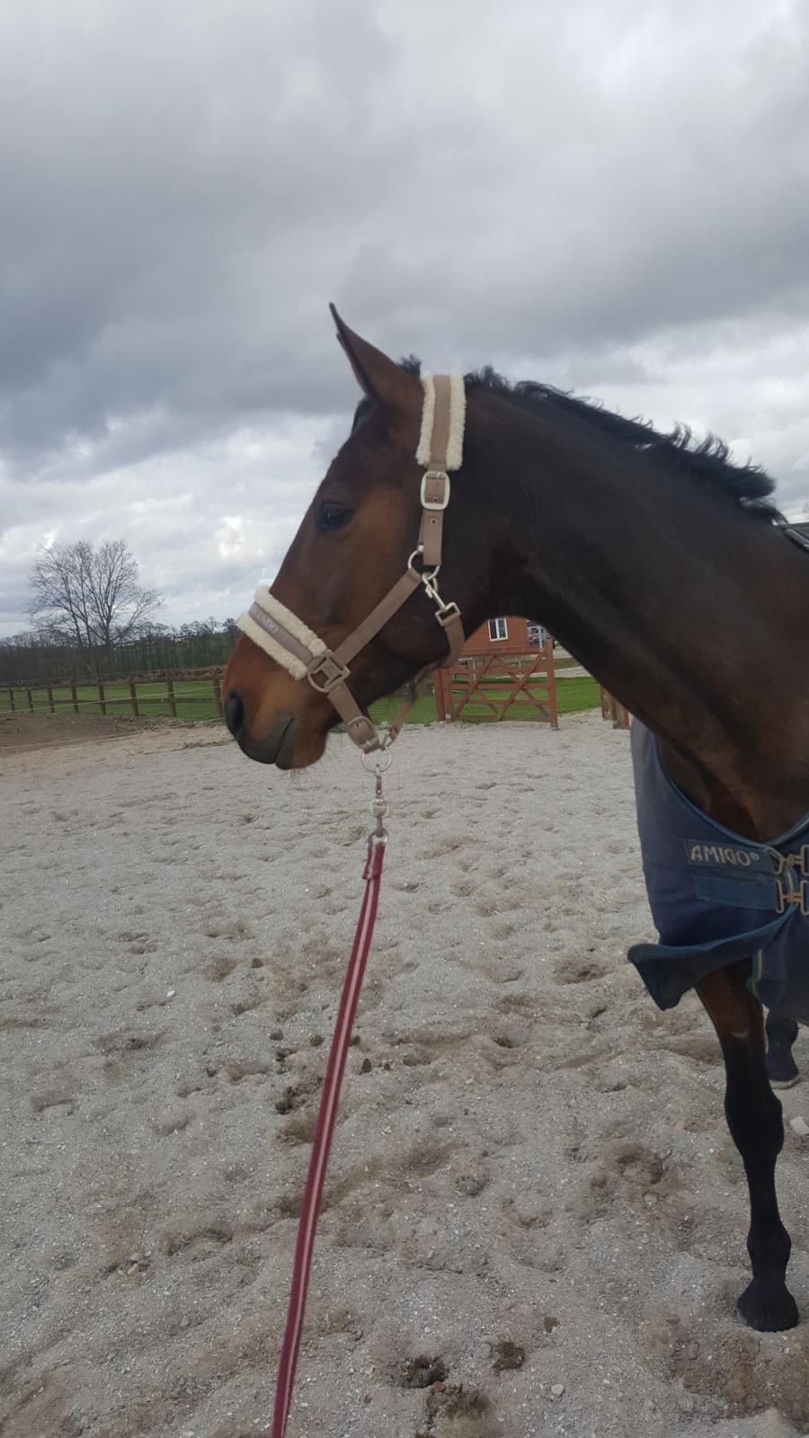 Dansk Varmblod Egelund yemen billede 1