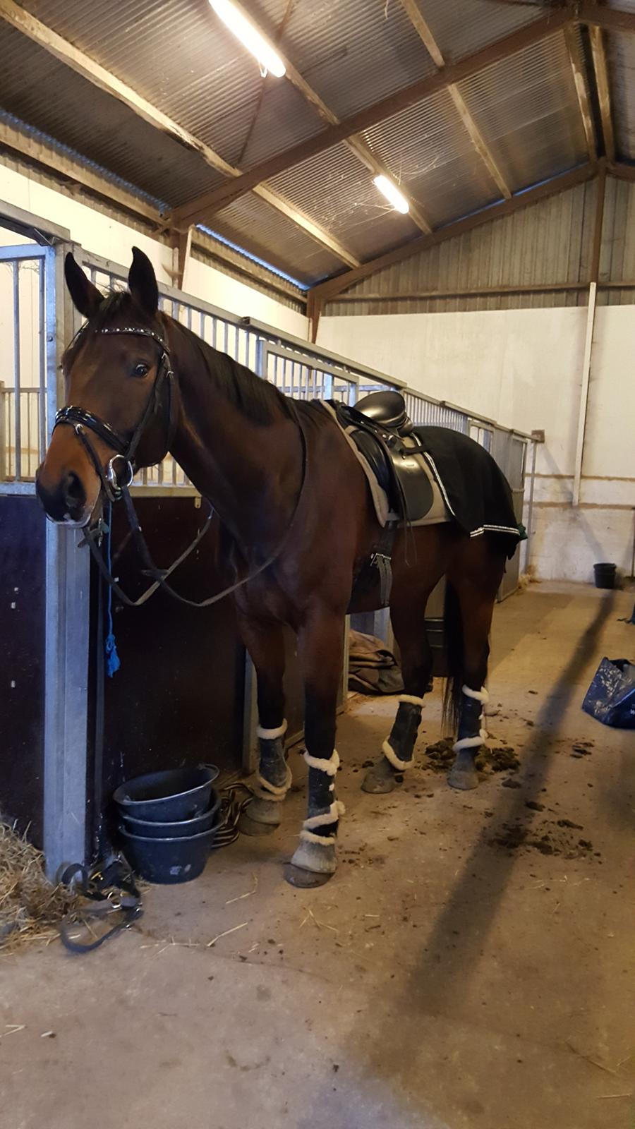 Dansk Varmblod Egelund yemen billede 19