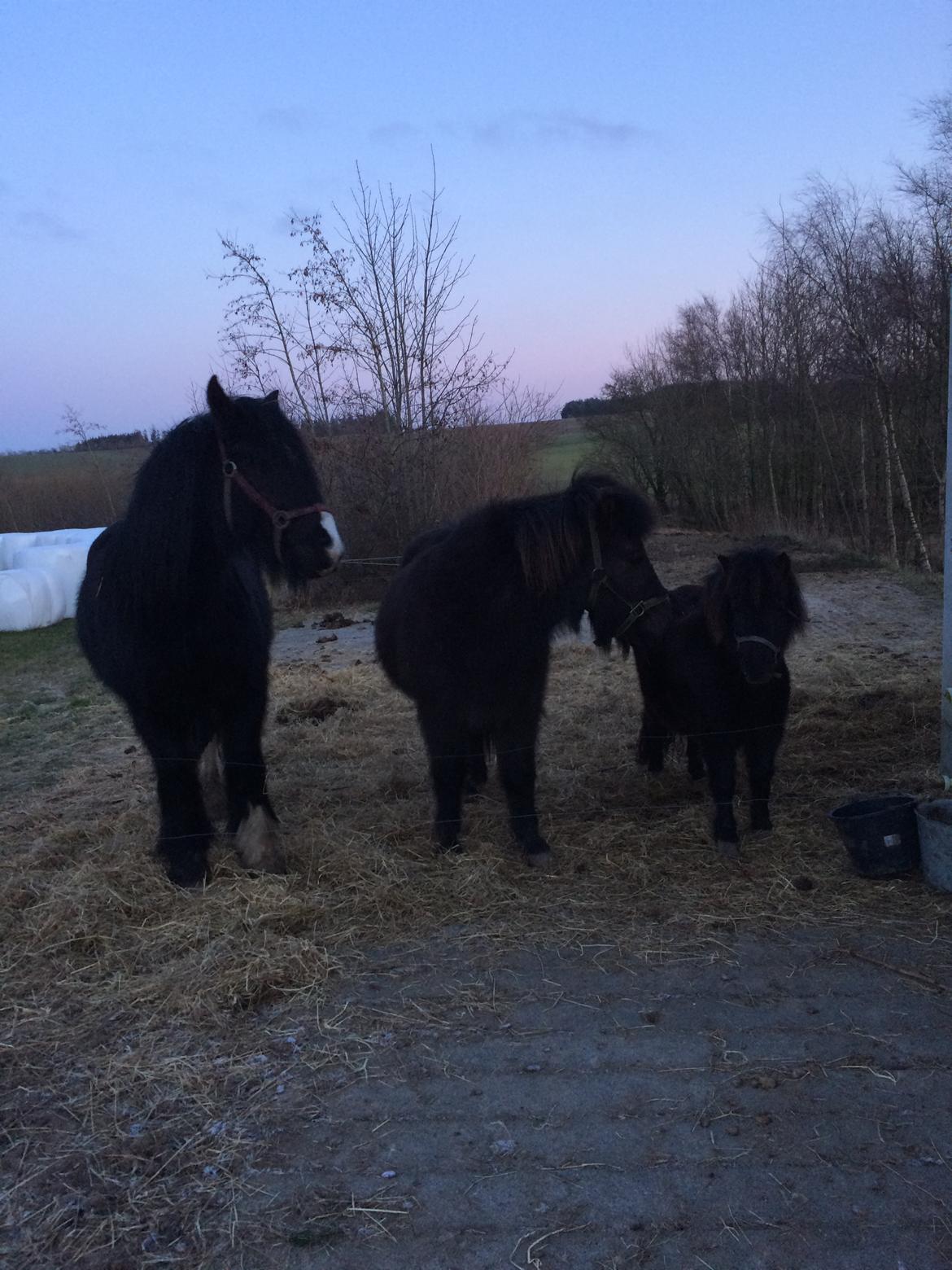 Islænder Alti fra olesminde (kaldt Atli) - Molly, Atli og Vita<3 billede 2