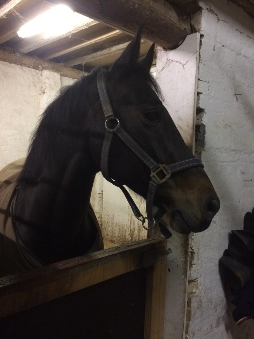 DSP - Buegårds Saturn billede 2