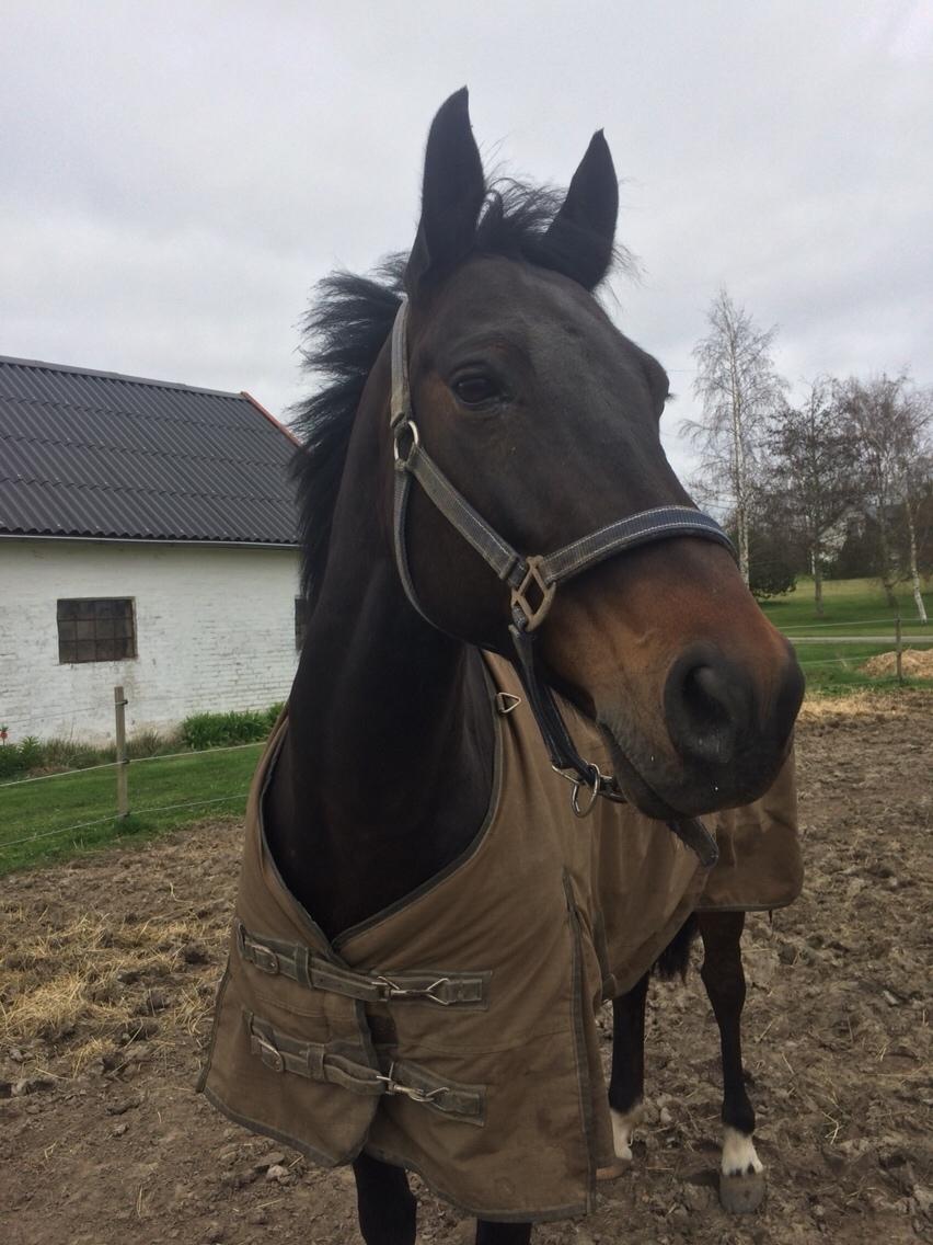 DSP - Buegårds Saturn billede 1