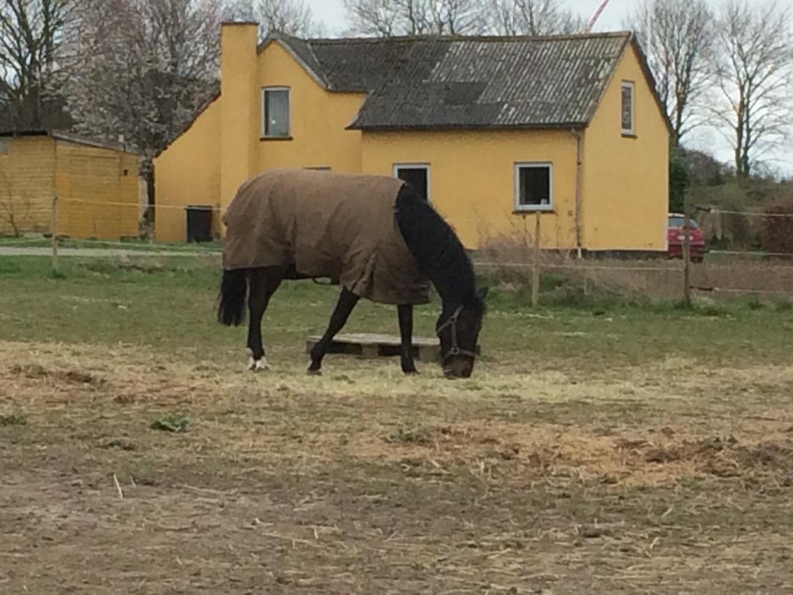 DSP - Buegårds Saturn billede 3