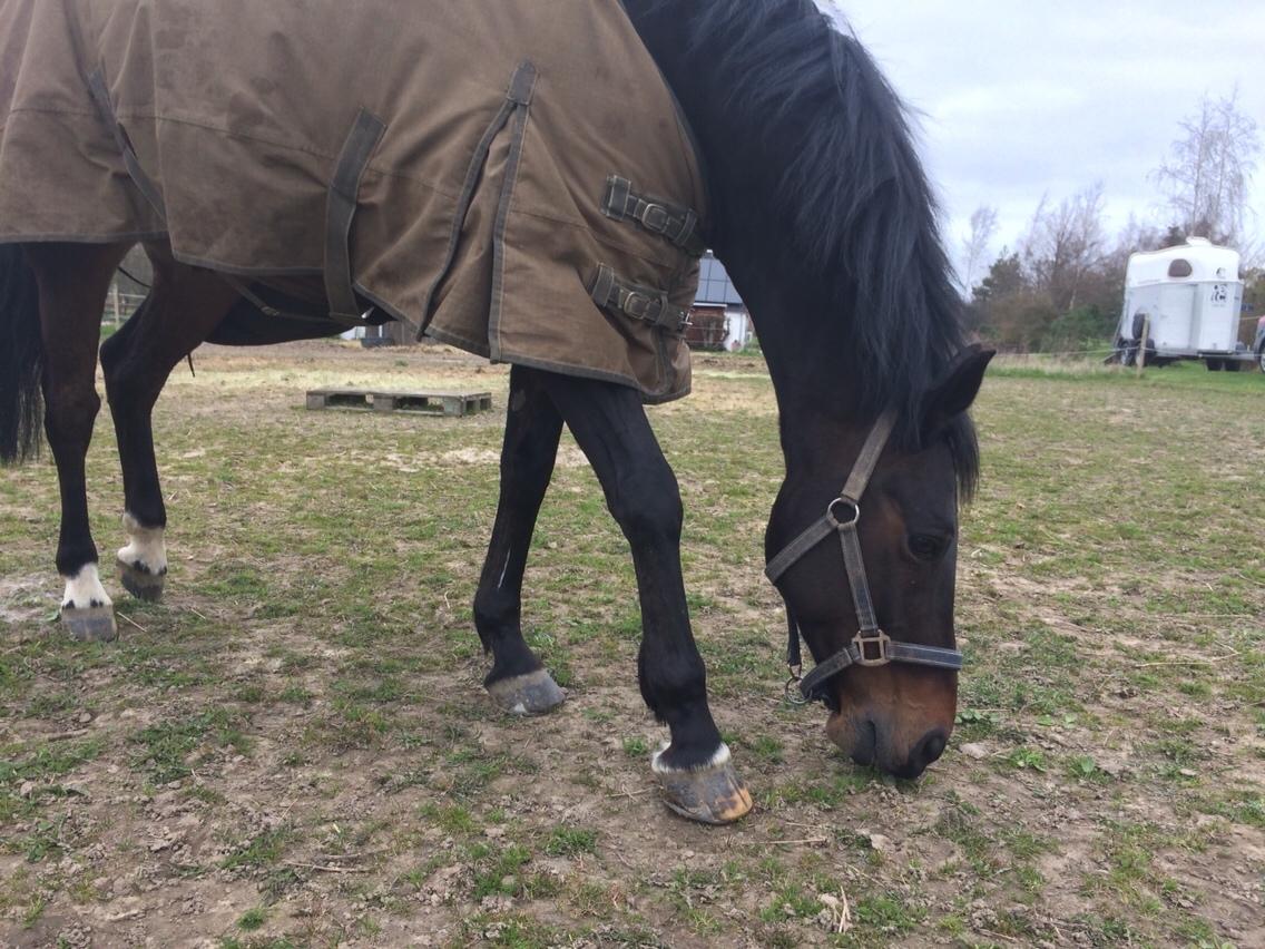 DSP - Buegårds Saturn billede 4