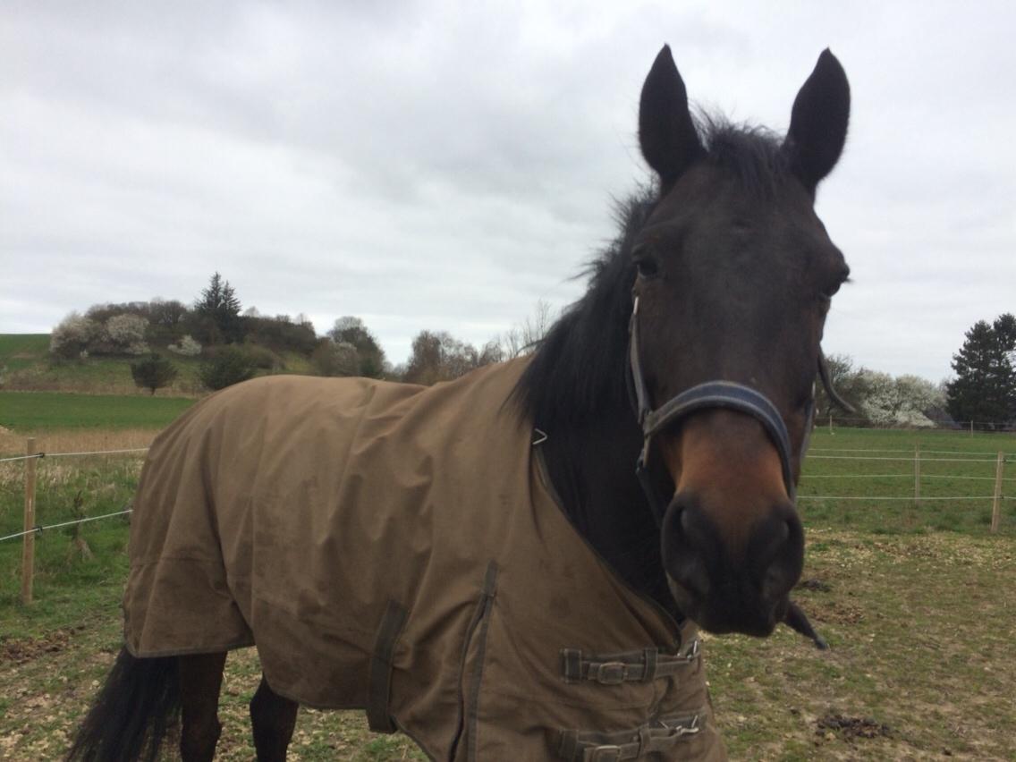 DSP - Buegårds Saturn billede 5