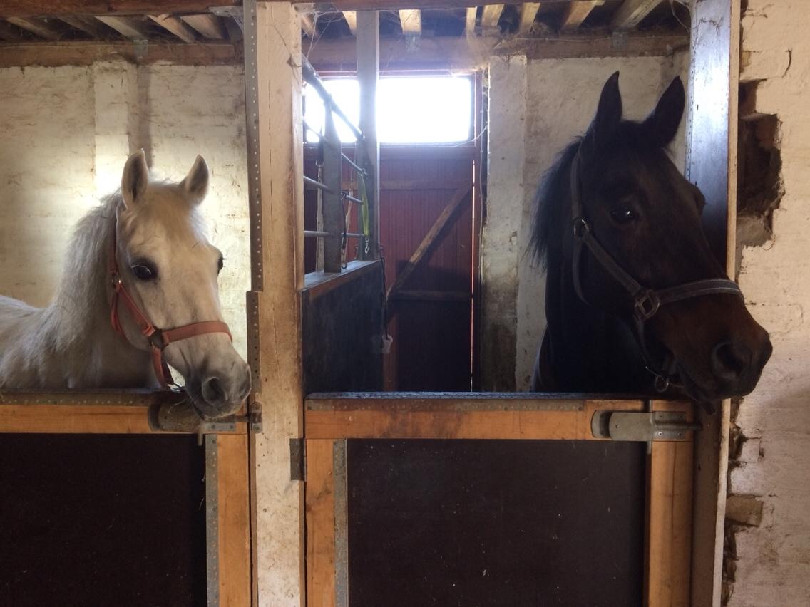 DSP - Buegårds Saturn billede 6