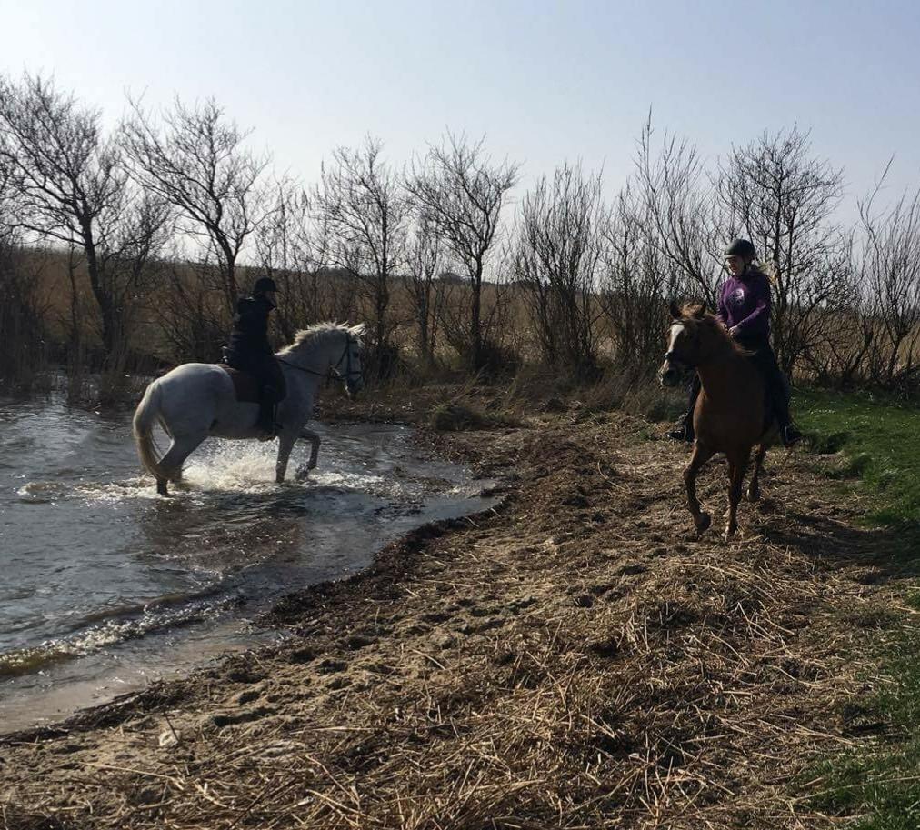 Anden særlig race Ricky billede 17