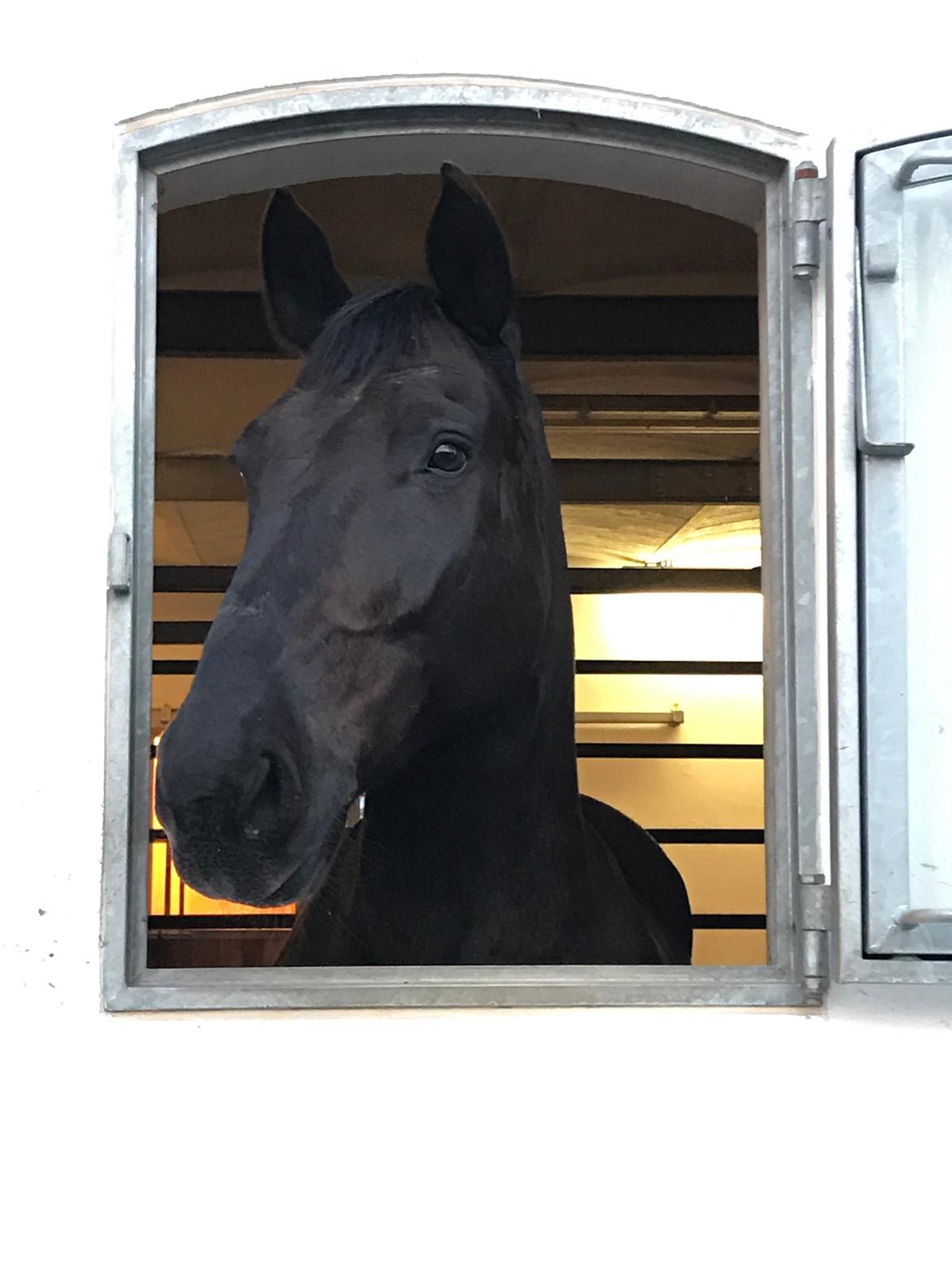 Anden særlig race Strømmens Monét (Bent) billede 2