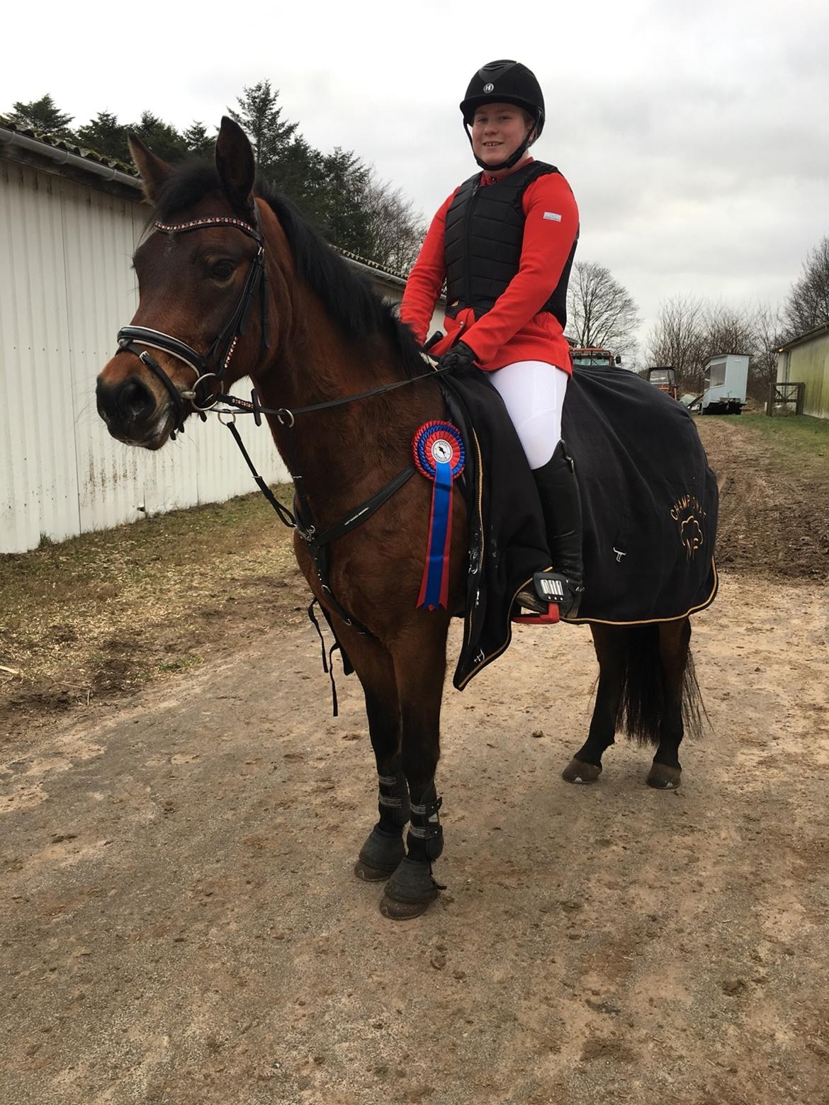 New Forest Vognmandgårdens Bernadotte billede 20