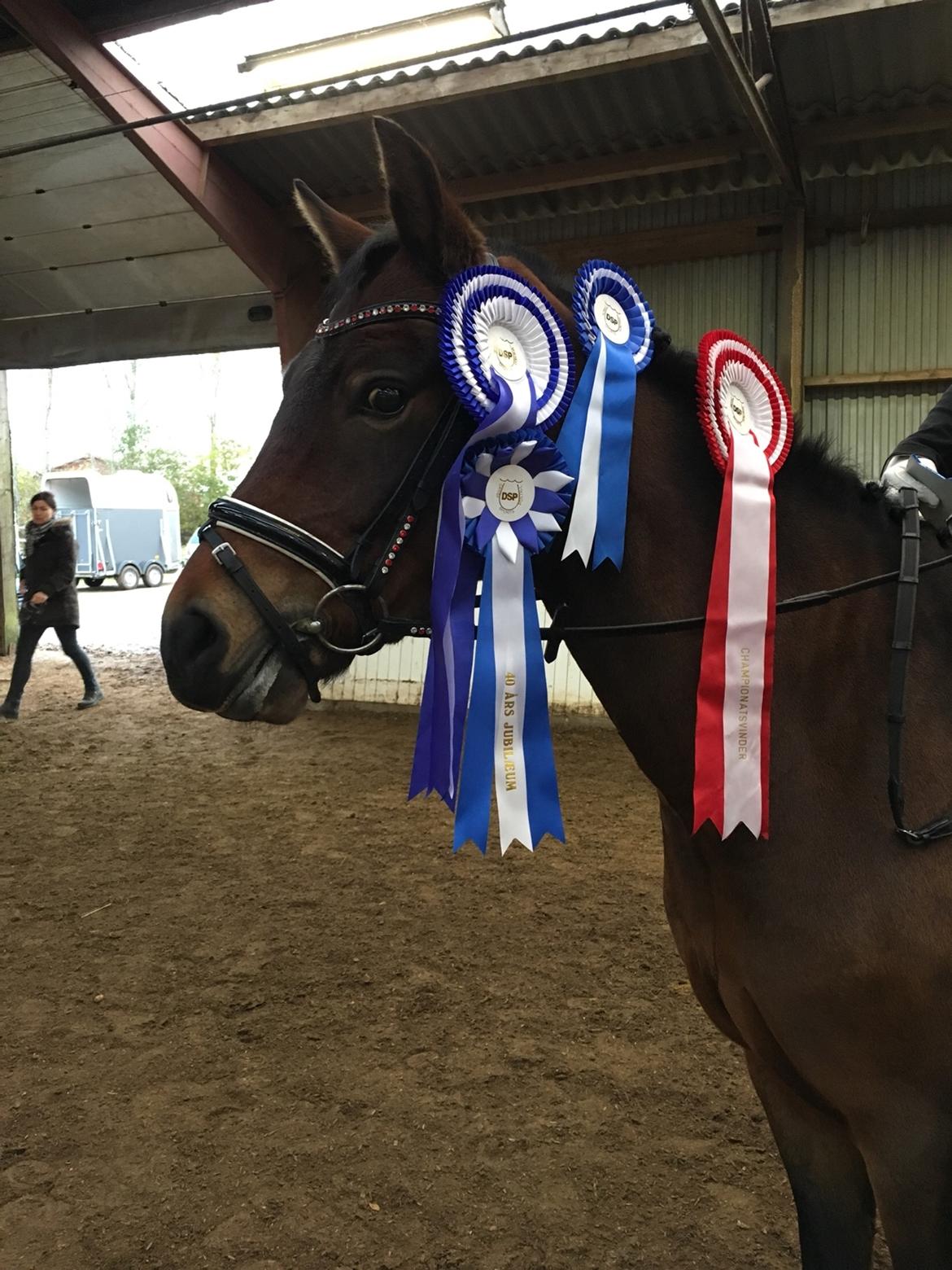 New Forest Vognmandgårdens Bernadotte billede 24