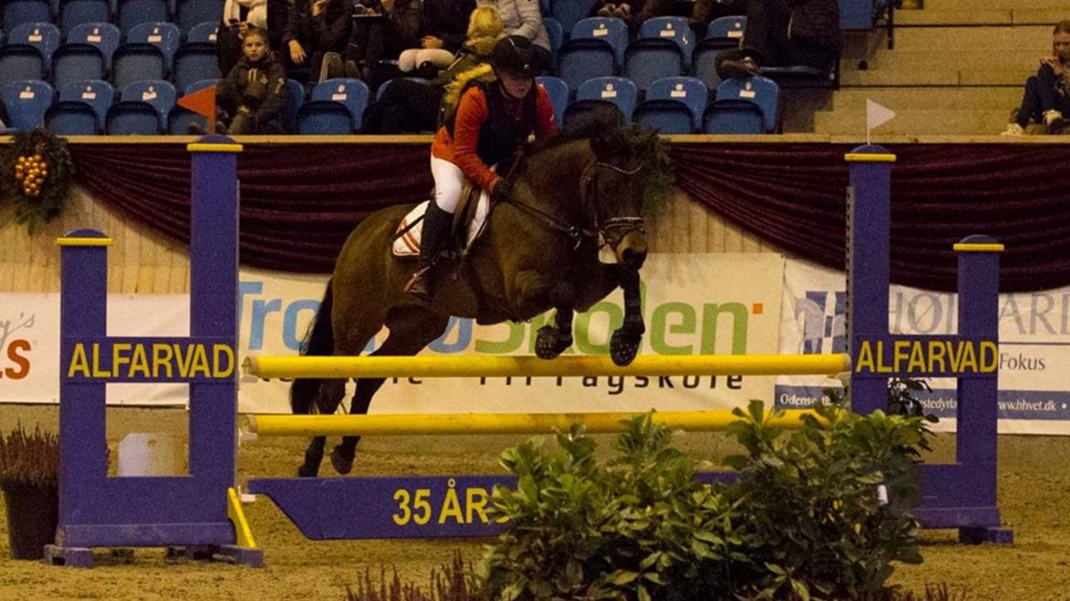 New Forest Vognmandgårdens Bernadotte billede 22