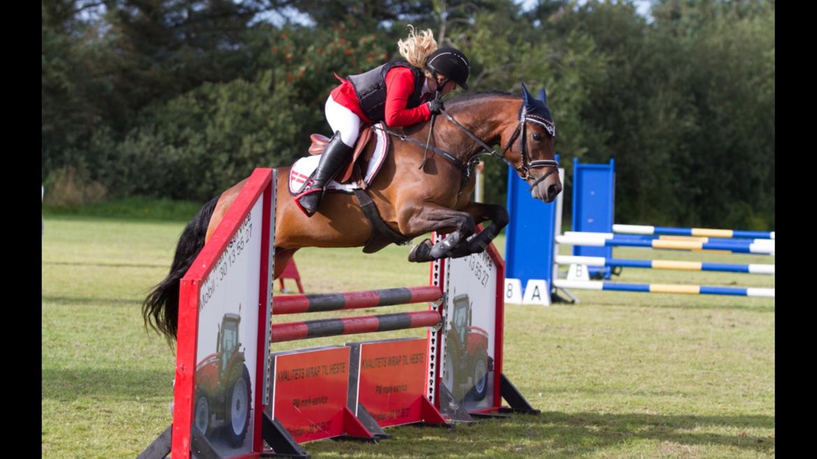 New Forest Vognmandgårdens Bernadotte billede 27