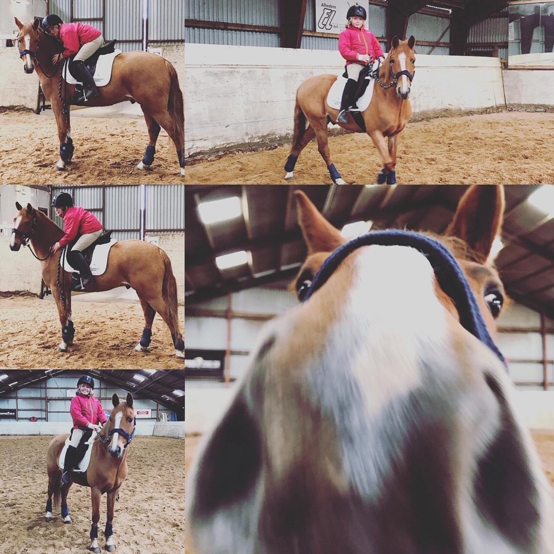 Anden særlig race Bastian (Solgt) billede 15