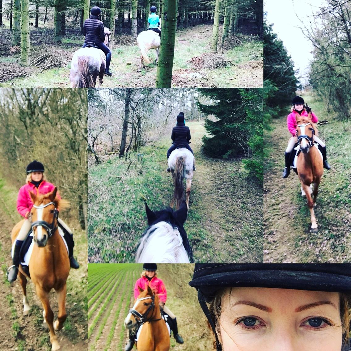 Anden særlig race Bastian (Solgt) billede 14