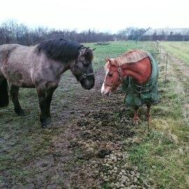 Anden særlig race Sally (himmelhest) billede 1