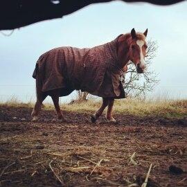 Anden særlig race Sally (himmelhest) billede 3