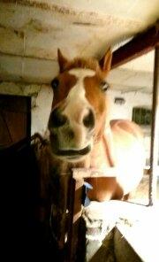 Anden særlig race Sally (himmelhest) billede 4