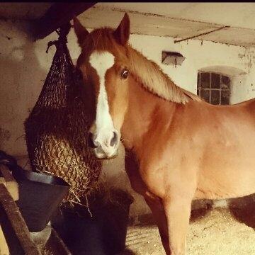 Anden særlig race Sally (himmelhest) billede 5