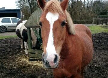 Anden særlig race Sally (himmelhest) billede 6