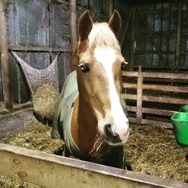 Anden særlig race Sally (himmelhest) billede 2