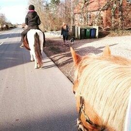 Anden særlig race Sally (himmelhest) billede 8
