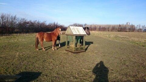 Anden særlig race Sally (himmelhest) billede 7