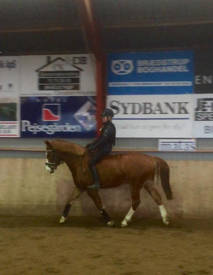 Anden særlig race Milando - Han er så dejlig at ride uden sadel på! billede 7