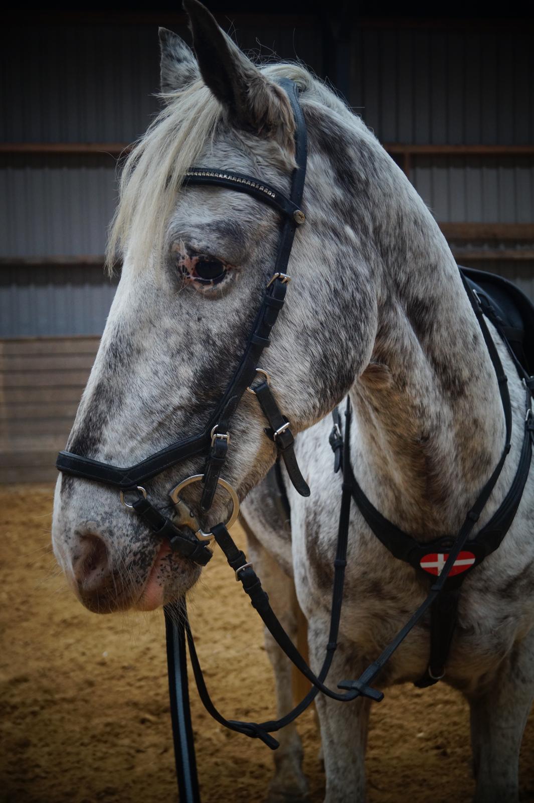 Anden særlig race Spot the dot billede 1