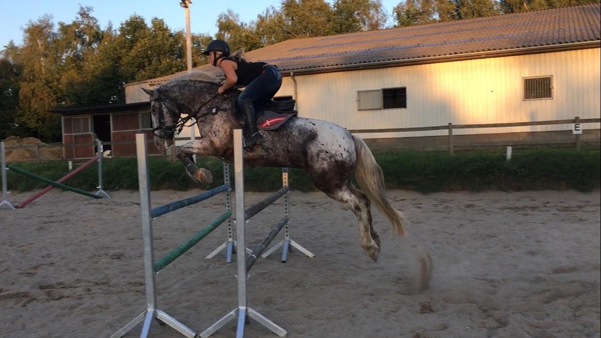 Anden særlig race Spot the dot billede 3