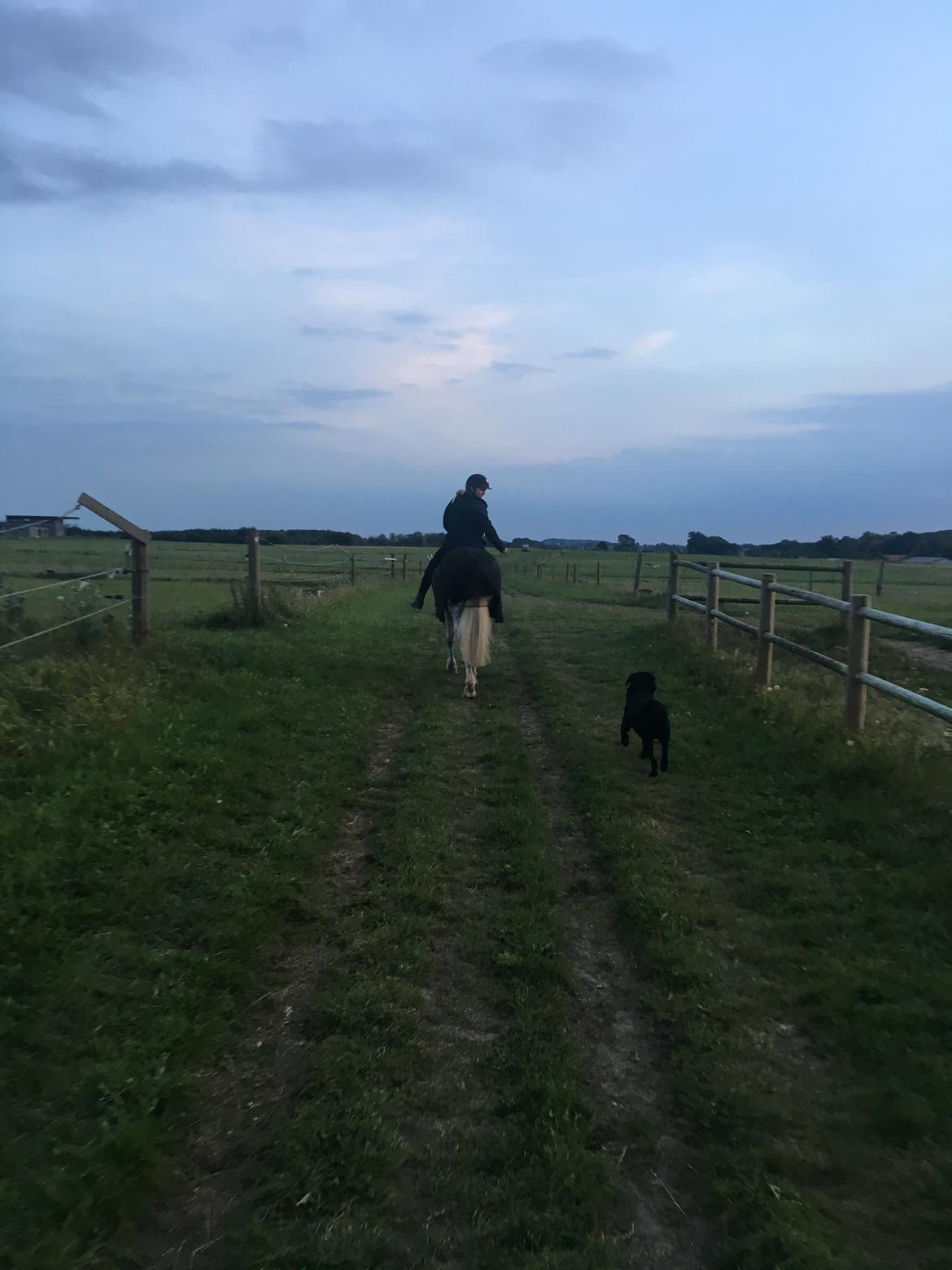 Anden særlig race Spot the dot billede 4