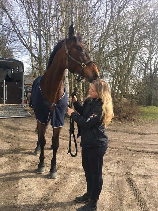 Dansk Varmblod Wincett ask billede 1