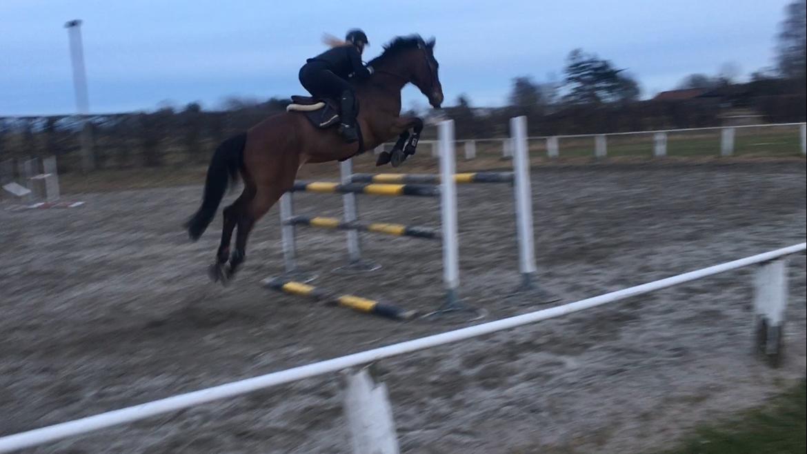 Dansk Varmblod Wincett ask billede 2