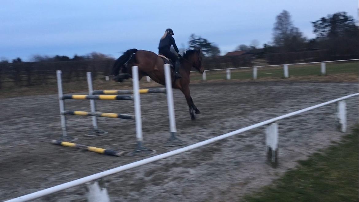 Dansk Varmblod Wincett ask billede 3