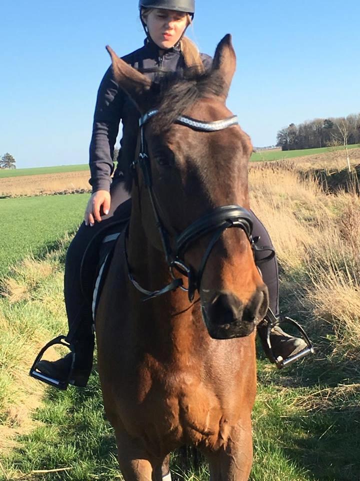 Dansk Varmblod Wincett ask billede 4