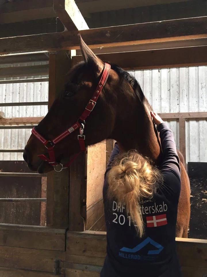 Dansk Varmblod Wincett ask billede 5