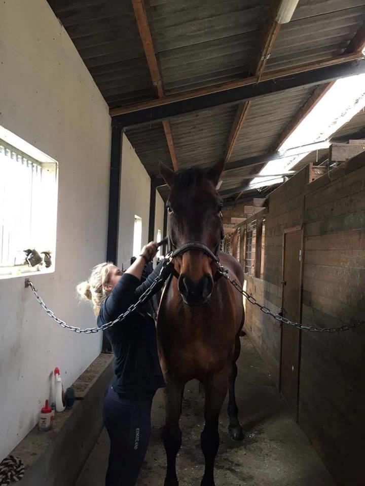 Dansk Varmblod Wincett ask billede 6