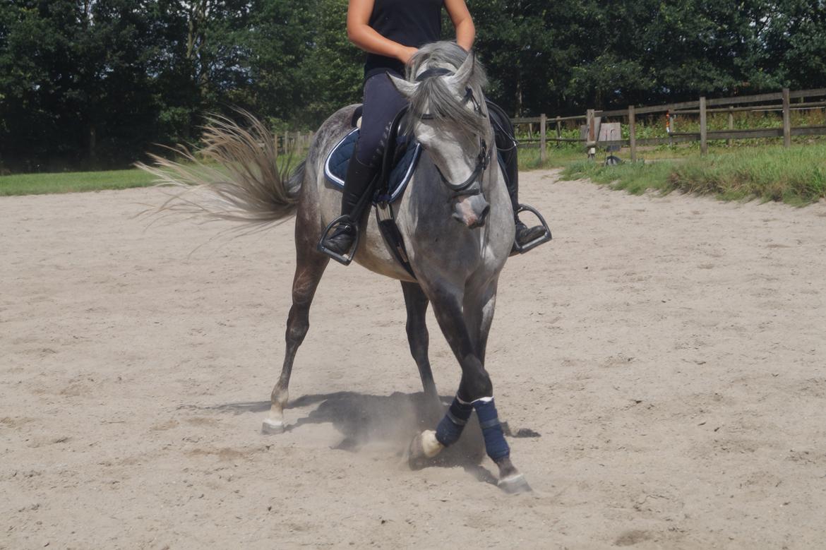 DSP Hedevangs acaja billede 1