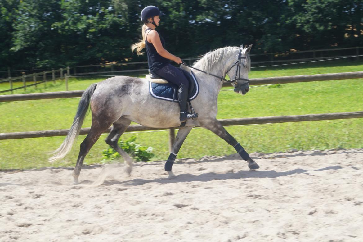 DSP Hedevangs acaja billede 16