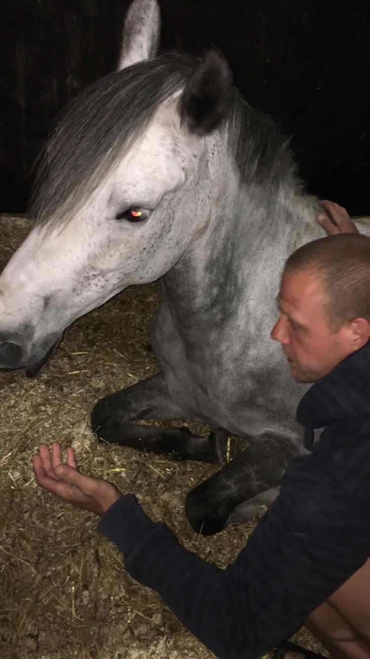 DSP Hedevangs acaja billede 14