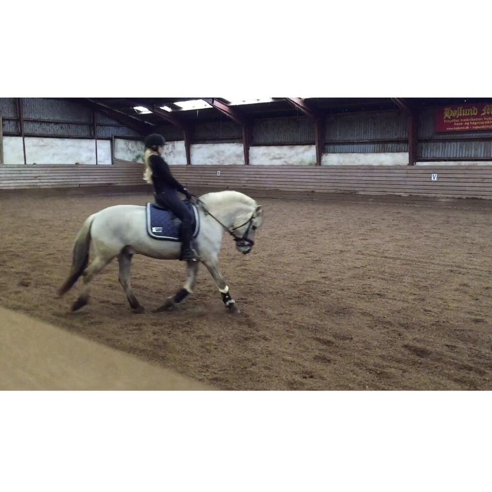 Fjordhest V. Linderup piccaso billede 12