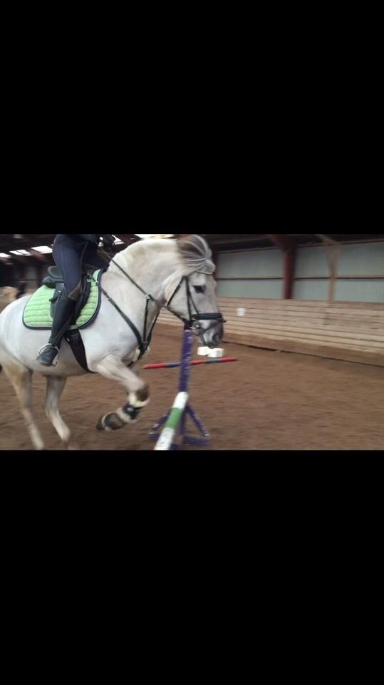 Fjordhest V. Linderup piccaso billede 15