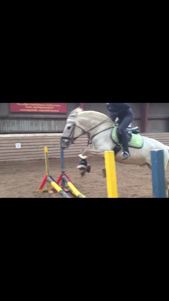 Fjordhest V. Linderup piccaso billede 16