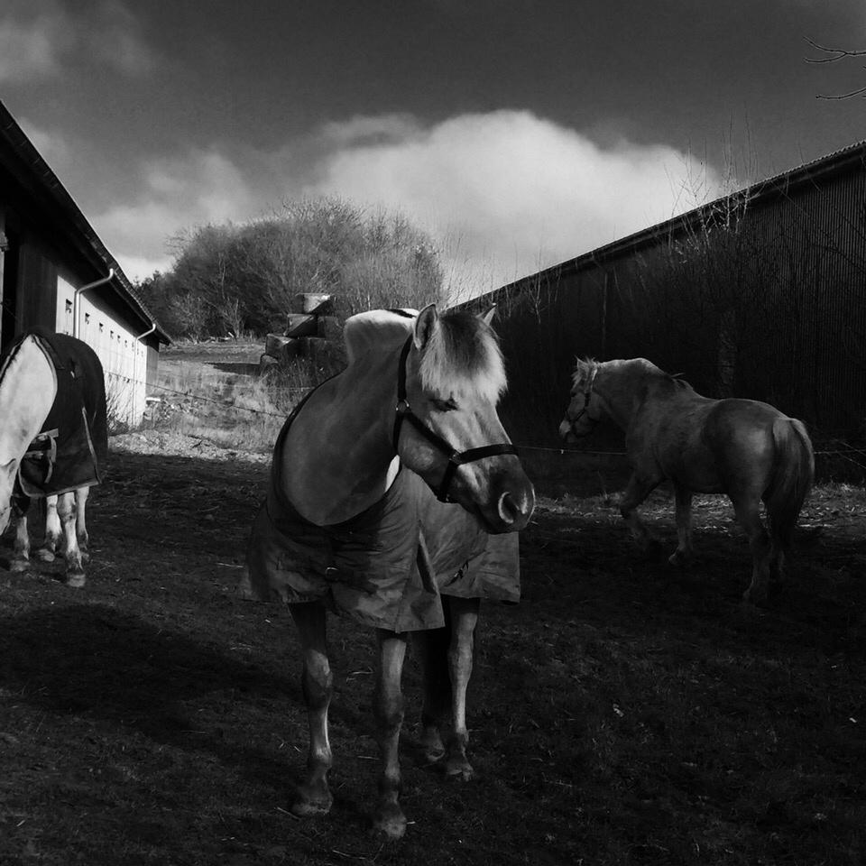 Fjordhest V. Linderup piccaso billede 17