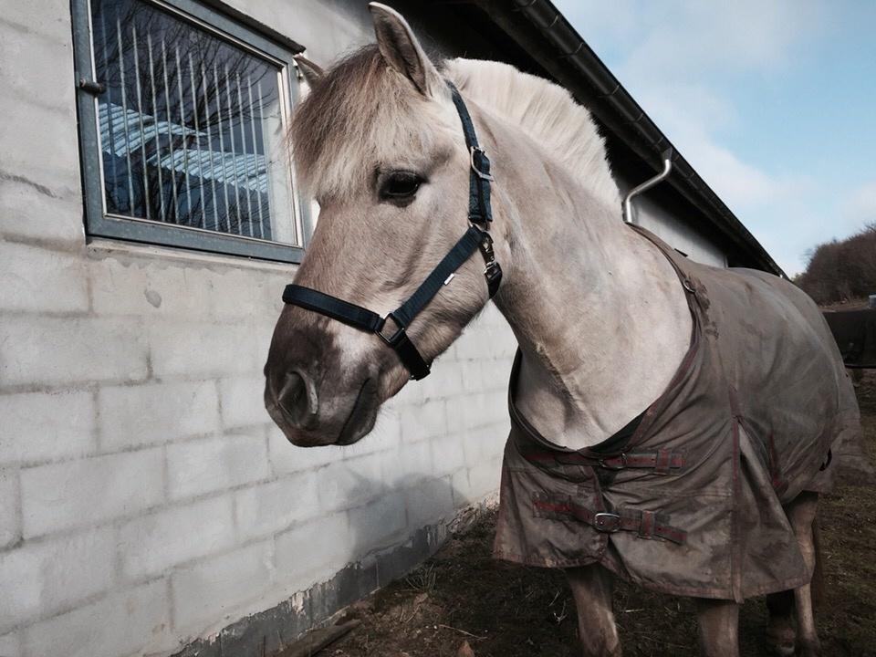 Fjordhest V. Linderup piccaso billede 18