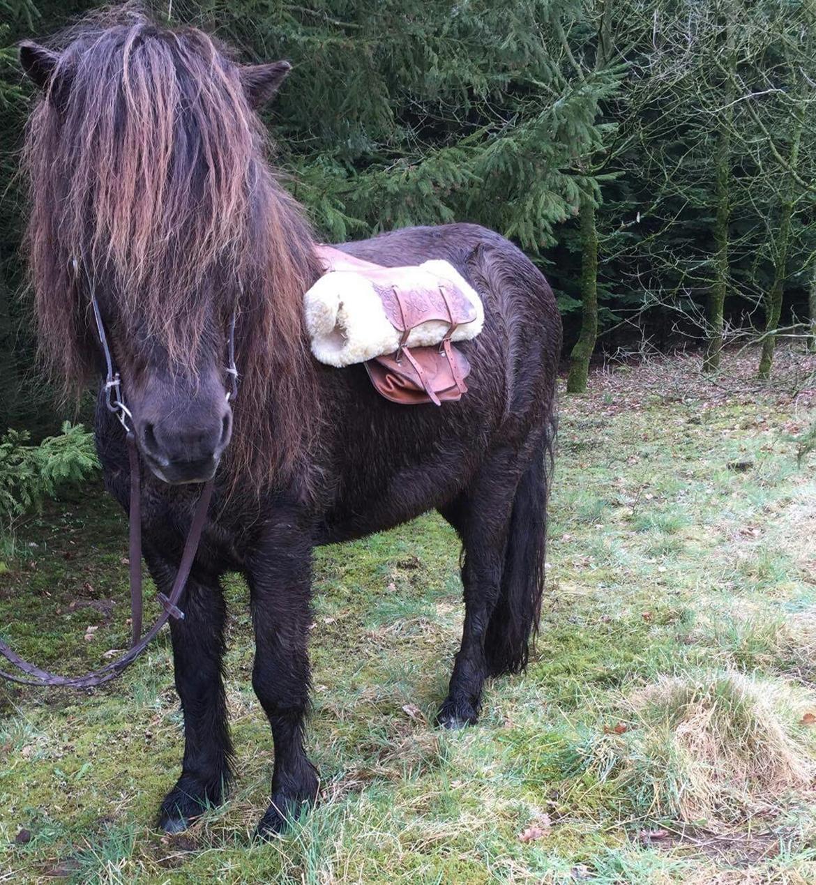 Islænder Vinur fra Dejbjerg  billede 12