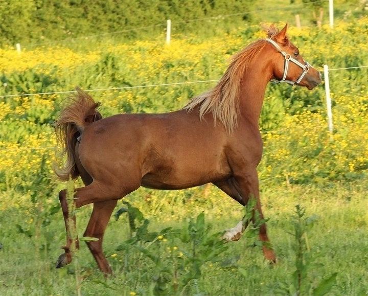 Arabisk fuldblod (OX) Marco APN - 2014-2017* billede 12