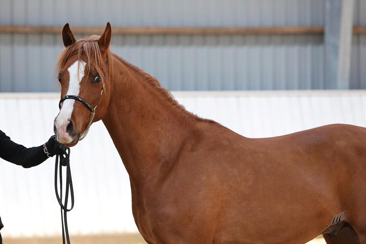 Arabisk fuldblod (OX) Marco APN - 2014-2017* - Photo Credit: Marlene Ølgod billede 8