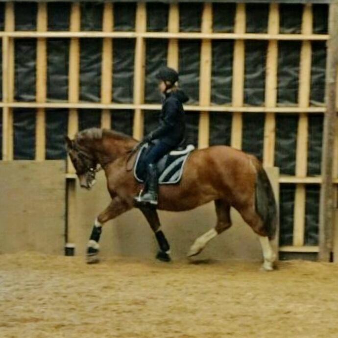 Welsh Pony af Cob-type (sec C) Pwllmelin Georgina (Blob)  - Deres anden tur sammen :)  billede 14