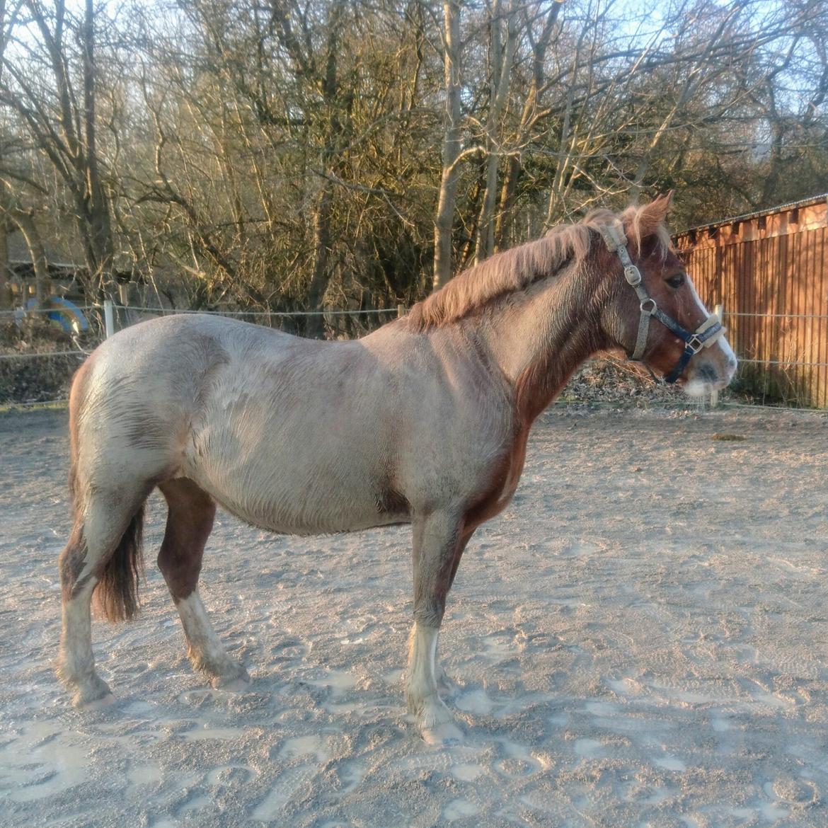 Welsh Pony af Cob-type (sec C) Pwllmelin Georgina (Blob)  billede 15