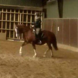 Welsh Pony af Cob-type (sec C) Pwllmelin Georgina (Blob)  - Så står hun højt og flot i formen  billede 12