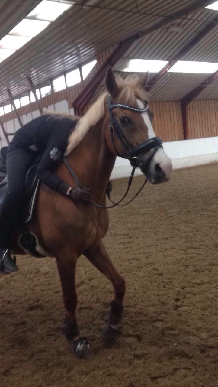 Welsh Partbred (Sec F) Madonna billede 19